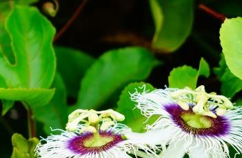 百香果如何搭架（百香果如何搭架子）