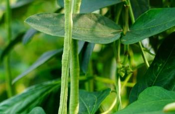 豇豆种植注意事项 豇豆种植注意事项和禁忌