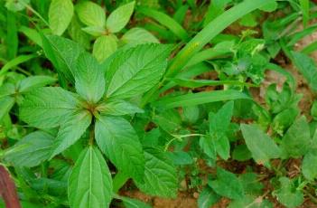 铁苋菜 铁苋菜的功效与作用