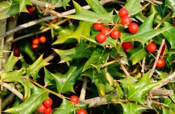 冬青科 冬青科