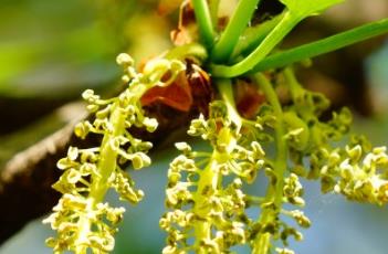 银杏科（银杏科技）