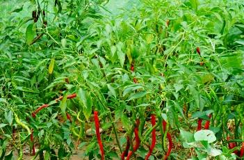 辣椒混种效益高 辣椒与什么混种