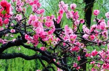 桃花诗词 桃花诗词