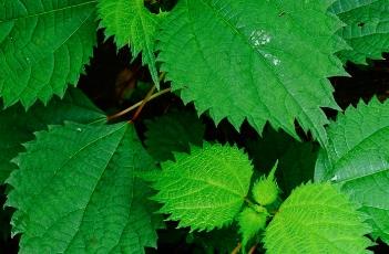 蝎子草 蝎子草有用吗