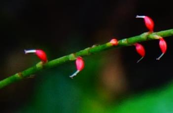 金线草 金线草图片大全大图