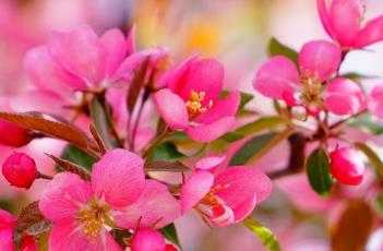 海棠花（海棠花图片）