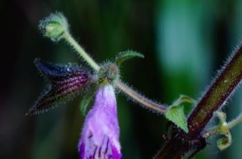 荫生鼠尾草