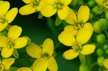 疣果匙荠 疣果匙荠