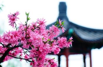 桃花诗词 桃花诗词