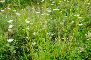 黄背草（黄背草的药用价值）