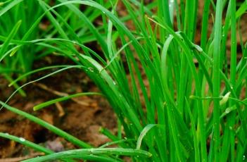辣椒混种效益高 辣椒混种效益高