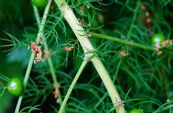 龙须菜（龙须菜是从哪里长出来的）