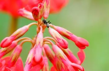 胭脂花（胭脂花红）