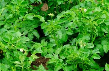 土豆苗期怎么管理 土豆苗期怎么管理