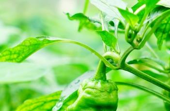 春季辣椒种植技术 春季辣椒种植技术