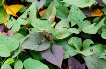 辣椒混种效益高 辣椒混种效益高