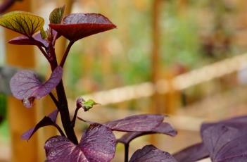 红薯叶 红薯叶图片