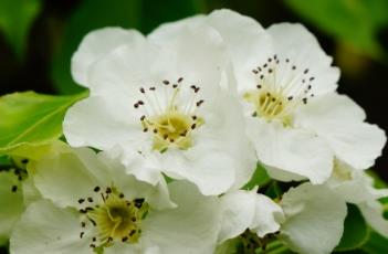 伞房花序 圆锥伞房花序