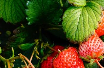 草莓浇水注意事项(草莓浇水注意事项是什么)