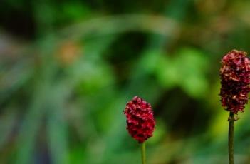 穗状花序（穗状花序的组成单位是）