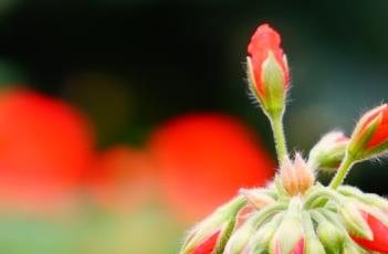 牻牛儿苗科（牻牛儿苗科读音）