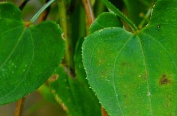 细锯齿缘 齿缘杂锯缘