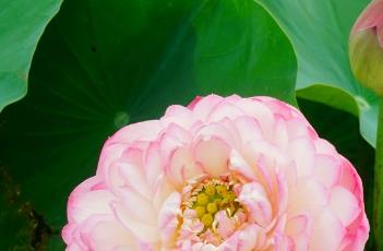 富贵莲（富贵莲花竹开花图片大全）