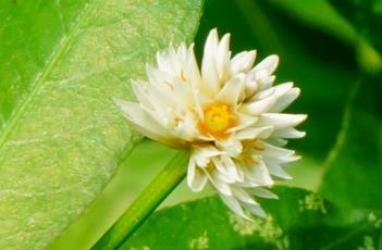 莲子草（莲子草的功效与作用和副作用）