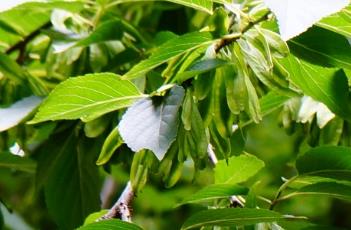 杜仲科（杜仲科有哪些植物）