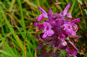 轮叶马先蒿（轮叶马先蒿多度）