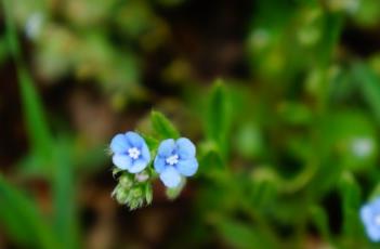 附地菜