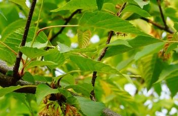 领春木科 领春木科