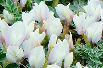 糙叶黄耆（糙叶黄耆读音）