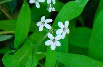 狭叶珍珠菜 狭叶珍珠菜的功效