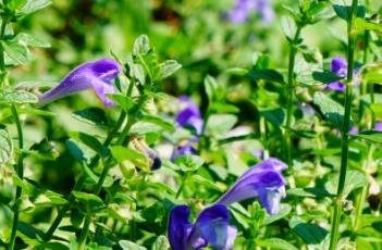 沙滩黄芩 沙滩黄芩入药部位