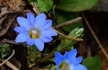 龙胆科 龙胆科拉丁学名