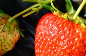 草莓浇水注意事项 草莓浇水注意事项