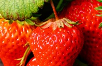 草莓浇水注意事项 草莓浇水注意事项