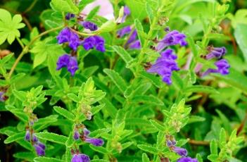 沙滩黄芩（沙滩黄芩图）