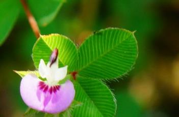 鸡眼草 鸡眼草功效用途与作用