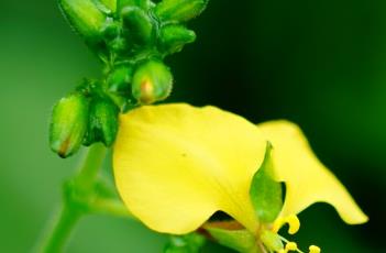 粘毛竹叶菜（竹叶菜图片）