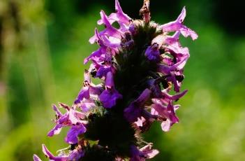 药水苏（药水苏别名）