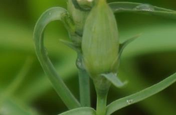 睫状缘（睫状环和睫状体）