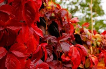 五叶地锦(三叶地锦图片)