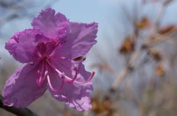 杜鹃花 杜鹃花花语和寓意