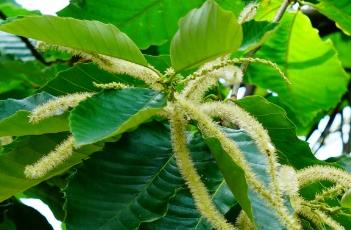 板栗的修剪方法 板栗的修剪方法和技巧