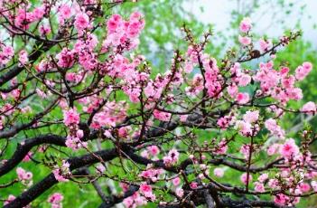 桃花诗词 桃花诗词