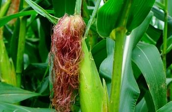 辣椒混种效益高 辣椒混种效益高