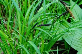 甘肃薹草（薹草属是什么）