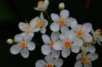 小花溲疏 小花溲疏图片